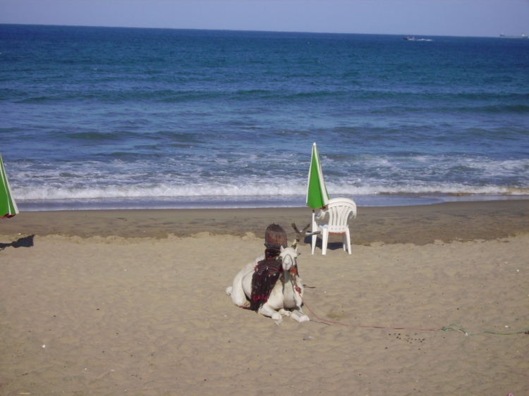 Annaba _la plage de rizi omar ex chapuis Animaux