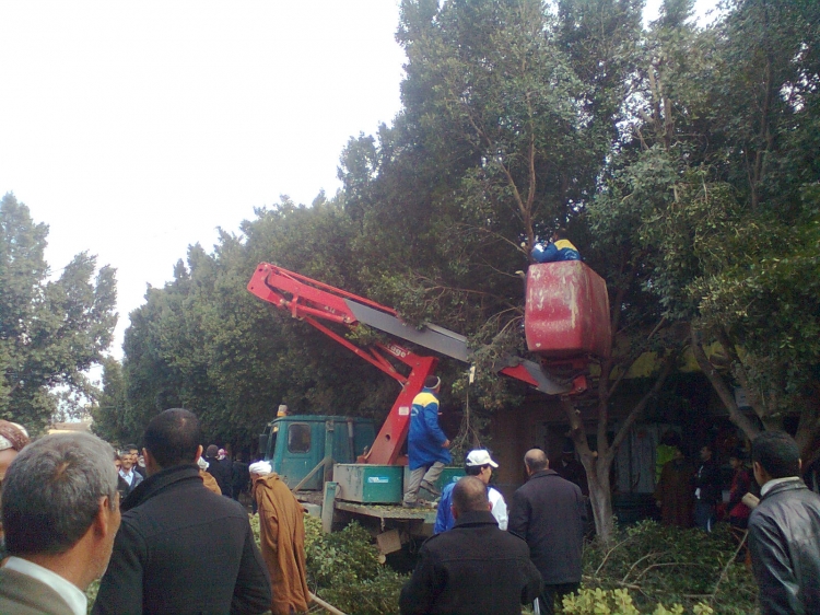 ÉLAGAGE D'ARBRES Météo