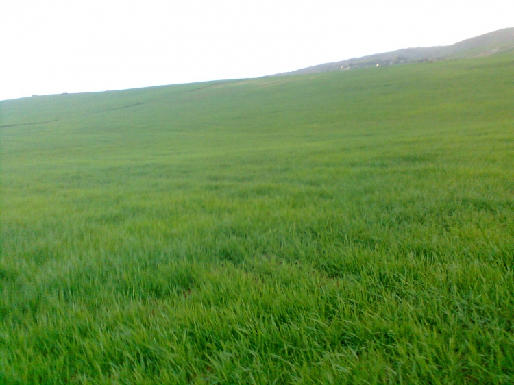 Le printemps Coquelicots