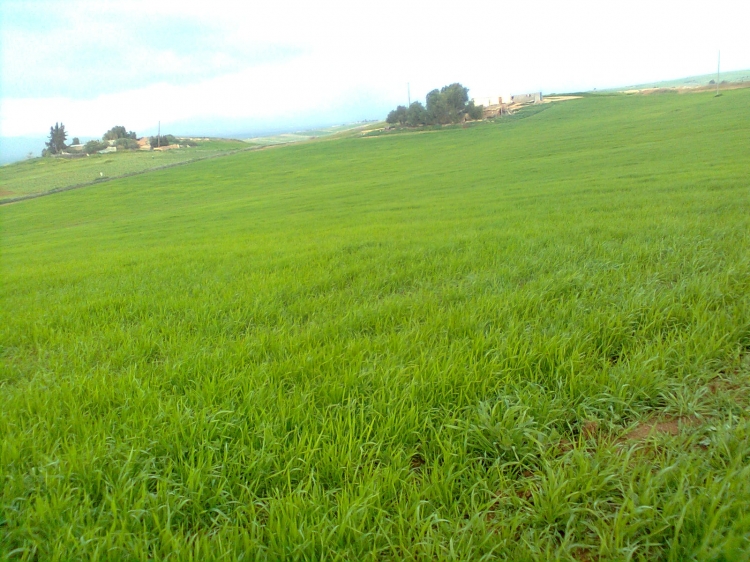 Le printemps Coquelicots