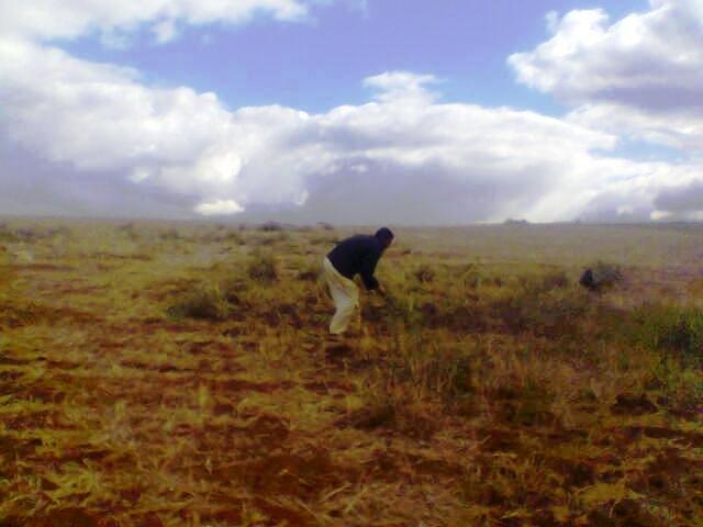 DÉBROUSSAILLASSE Aubépines