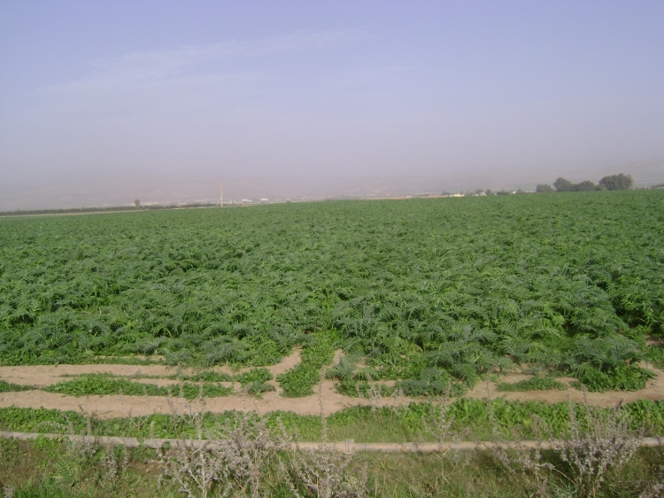 Champs d'artichauts Paysages