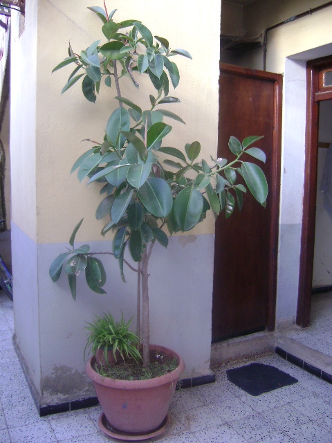 CAOUTCHOUC Fleurs et plantes