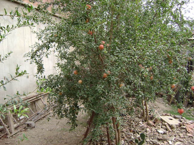 Le Grenadier Fleurs et plantes