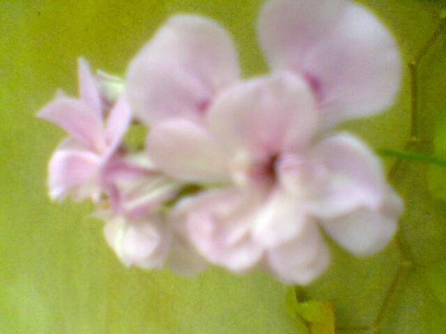 Fleur Fleurs et plantes