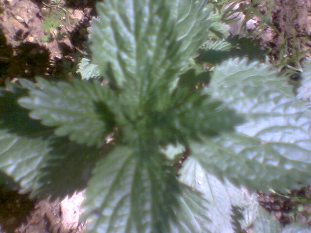 Ortie Feuilles