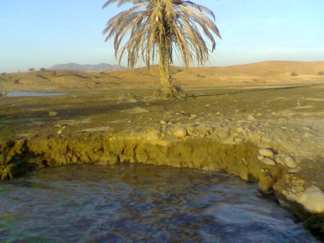 Palmier au nord de l'algerie Palmiers