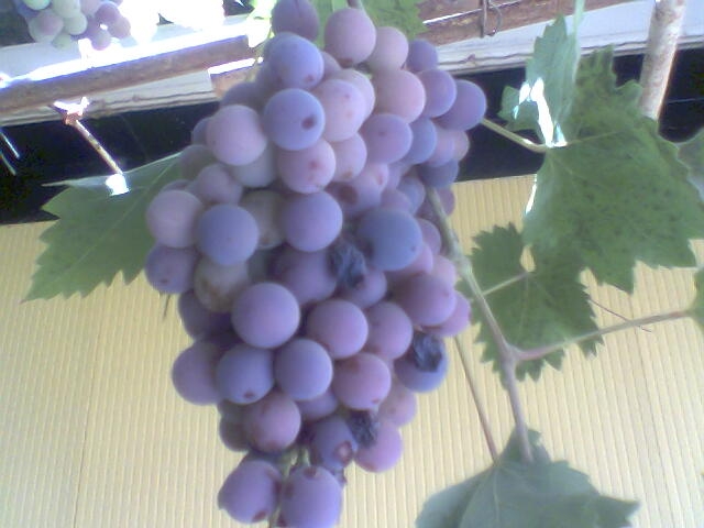 Raisins d'algerie Raisins