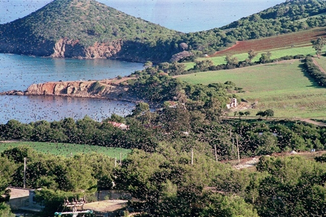Vol des étourneaux Insolite