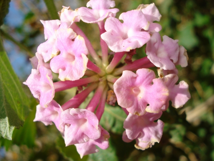 Grande amitié Fleurs et plantes