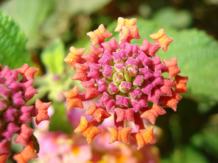 Arc-en-fleur Fleurs et plantes