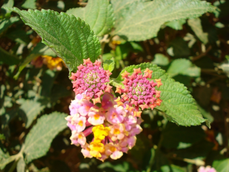 Jumelles Fleurs et plantes