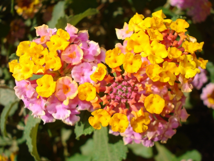 Cérémonie Fleurs et plantes