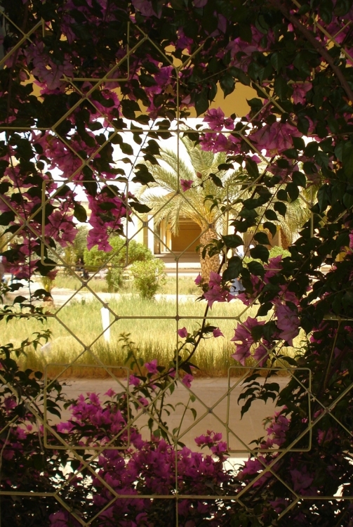 Prison fleurie Bougainvilliers