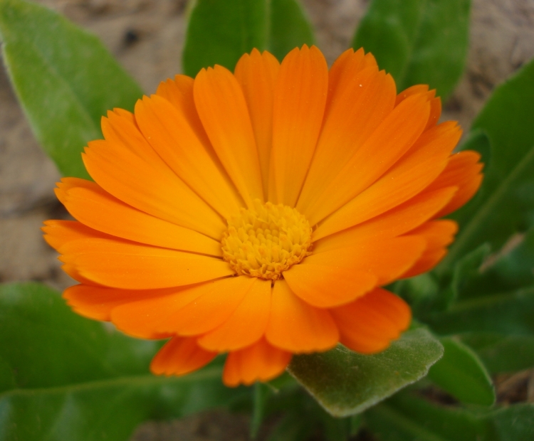 Songe ... orange Fleurs et plantes