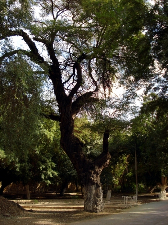 Le grand arbre Paysages