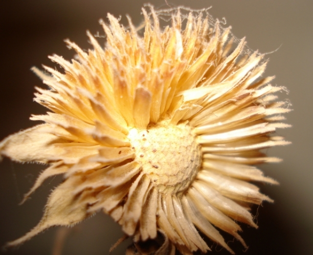 Trace de temps Fleurs et plantes