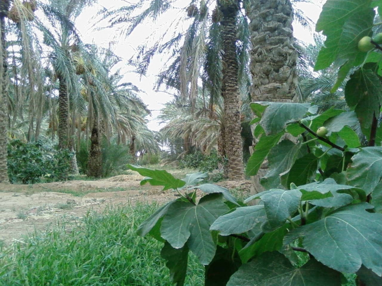 La splendeur de mon village Paysages