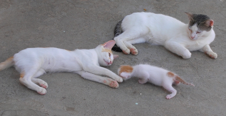 Sieste a midi Animaux