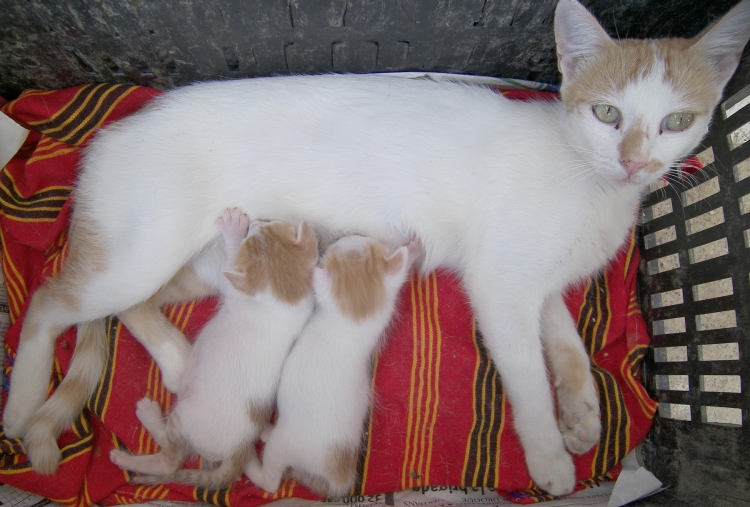 Chatte et ses petits Animaux