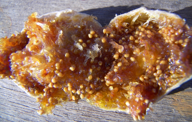 Une figue seche Figues