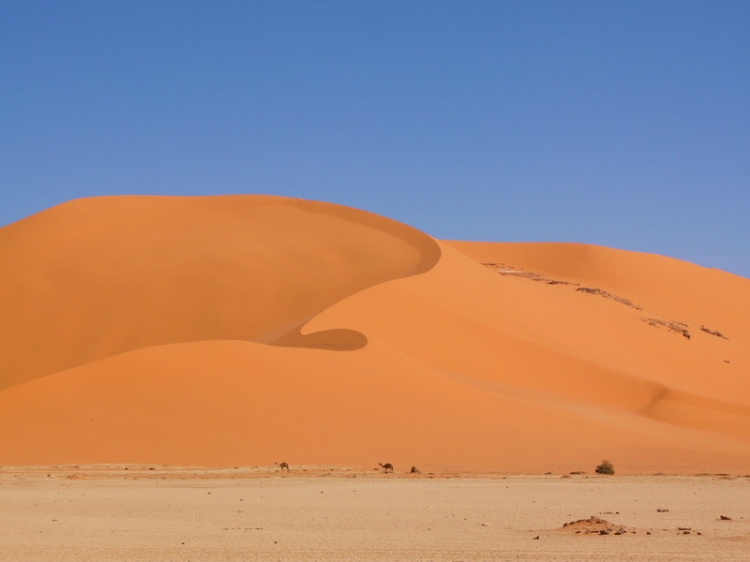 La Tadrart, la dune et les dromadaires Paysages