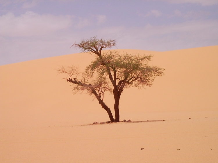 Arbre dans le désert Fleurs et plantes