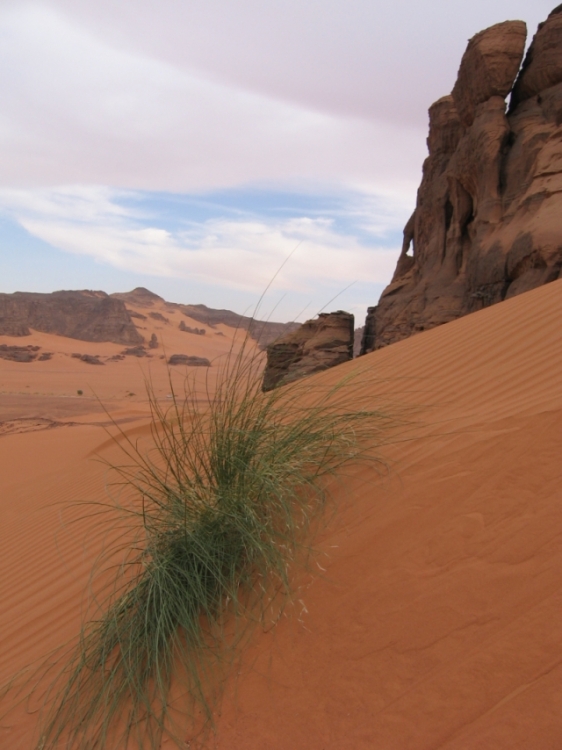 Nature immortelle Paysages