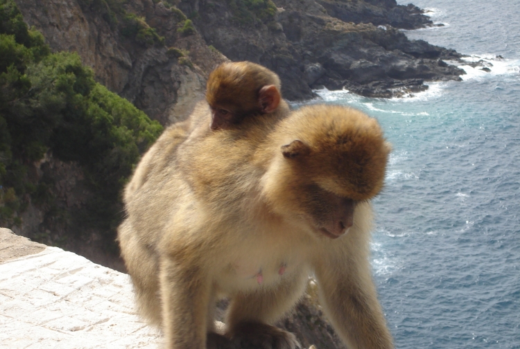 Ballade Bébés animaux