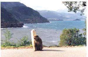 Algérie corniche jijel Animaux