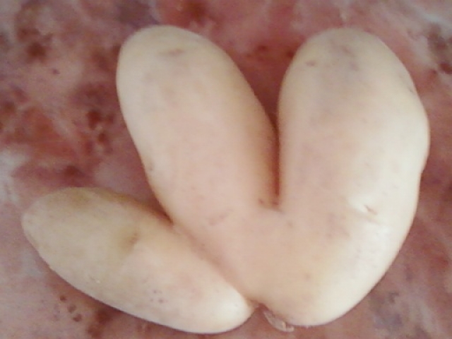 Pommes de terre Pommes de terre