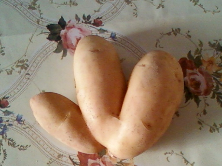La nature de dieu Pommes de terre