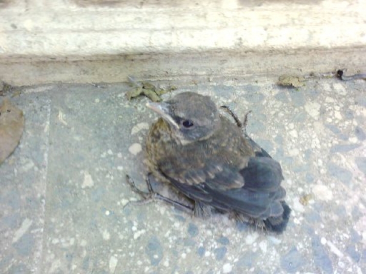 La nature de dieu Pommes de terre