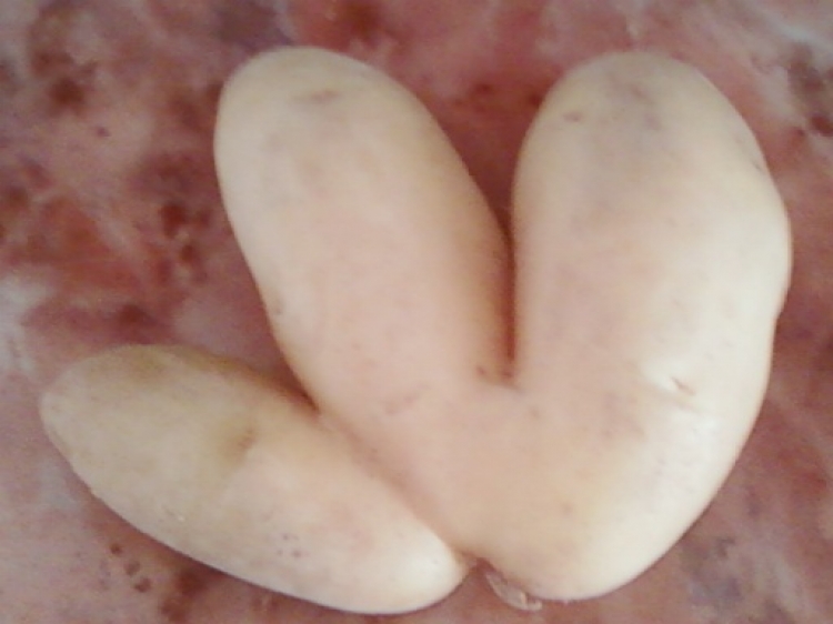 La nature de dieu Pommes de terre