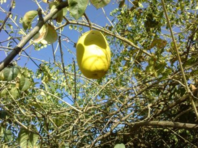 Le coin Fleurs et plantes