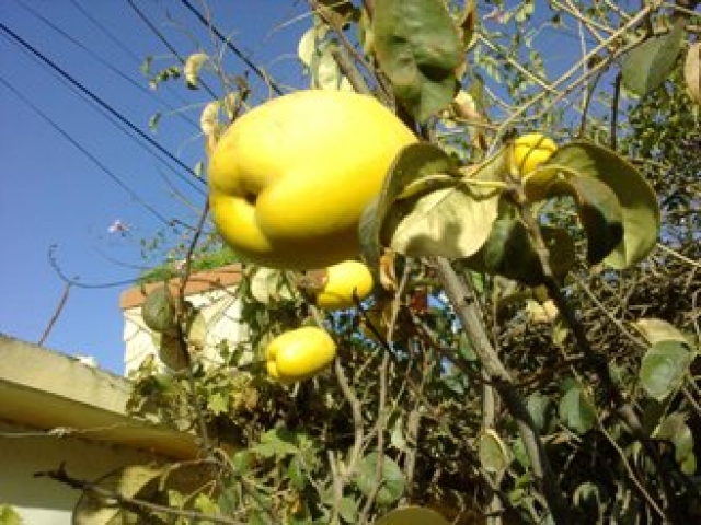 Le coin Fleurs et plantes