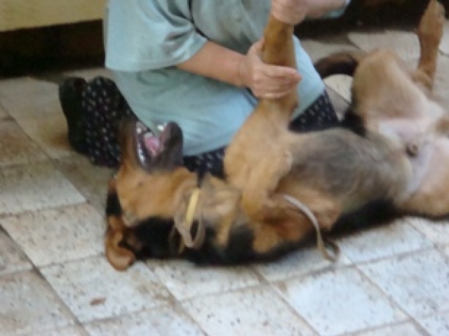 POUR REX Berger allemand