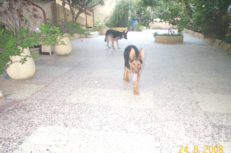 KLARA ET REX Berger allemand