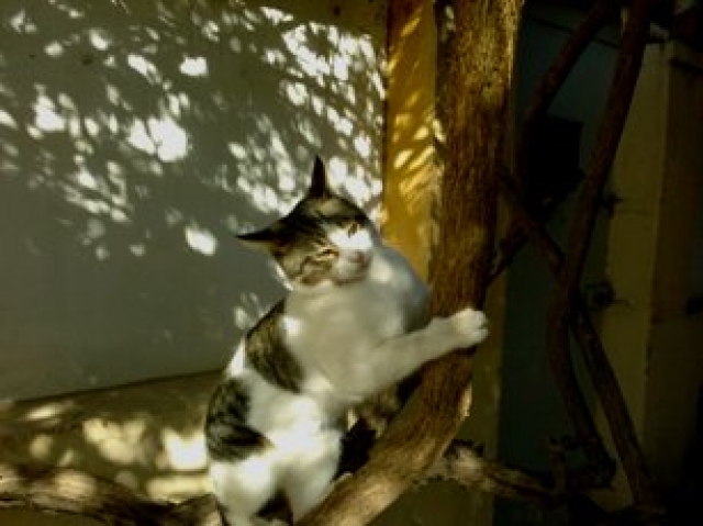 Il est toujours avec moi Berger allemand