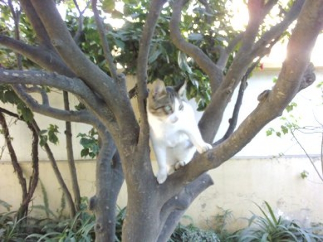 Mon mieure ami Animaux