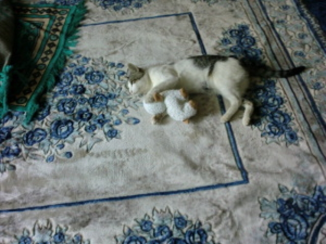 Il est toujours la Berger allemand