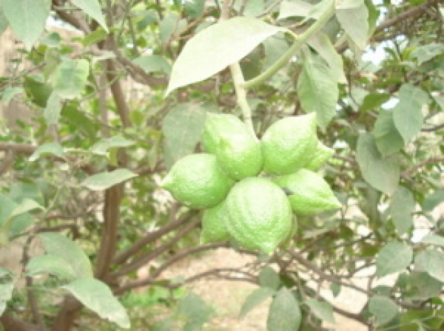 La nature de dieu Animaux