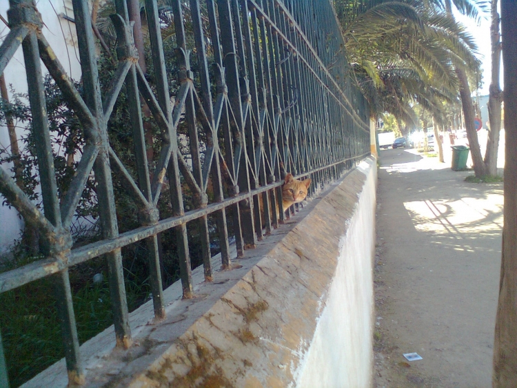 Chat derrière les barreaux Animaux de ferme