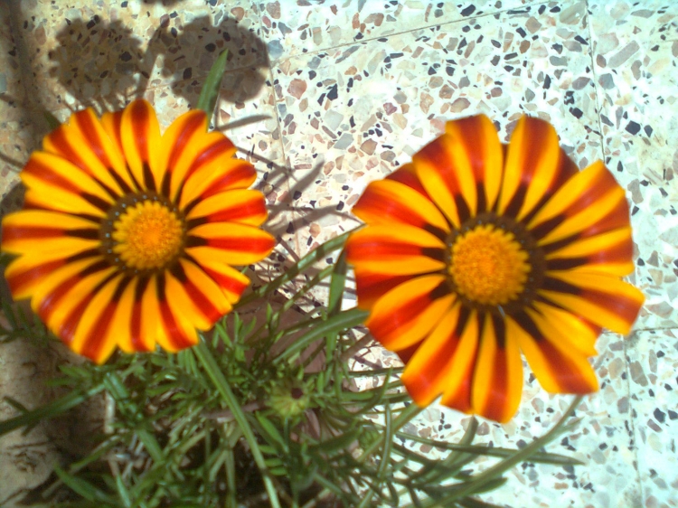 Fleurs jumelles Bourgeons