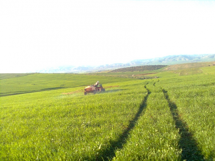 Traitement blé (B) Campagne