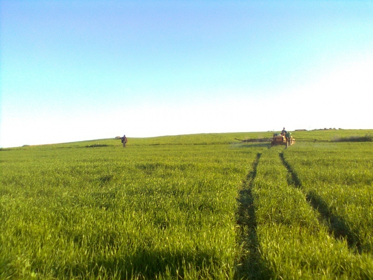 Traitement blé (A) Campagne