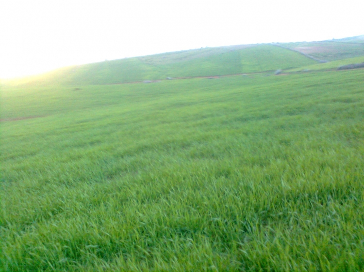 Le printemps Coquelicots