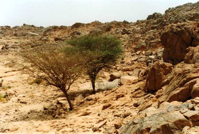 Arbres Parcs naturels