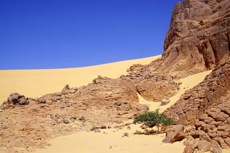 La vie dans la splendeur Fleurs et plantes