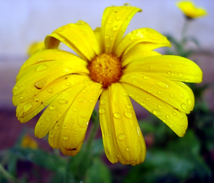 Ne pleure pas Fleurs et plantes